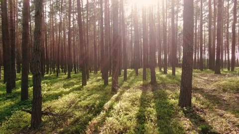 Slow Drone Shot Flying Through Trees 스톡 동영상 132583078