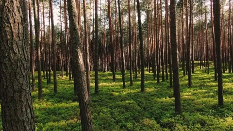 Slow Drone Shot Flying Through Trees 스톡 동영상 132591631