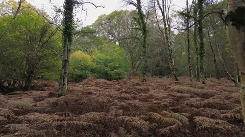 Slow Drone Shot Flying Through The Forest In Autumn In The United Kingdom Video stock 255615278