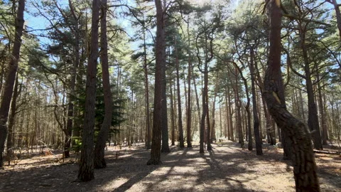 Slow drone shot forwards through sunny forest Stock Footage 150074280