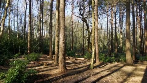 Slow drone shot forwards through leafy forest Stock Footage 150074561