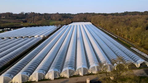 Slow drone shot over rows of undercover farming Stock Footage 150071940