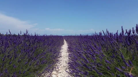 Slow Drone Through Rows of Lavender in Day Summer Bloom Provence France. Pu.. Stock Footage 313452754