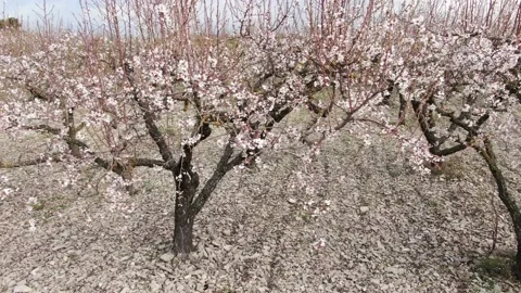 Slow drone views among flowering almond trees Stock Footage 149933586
