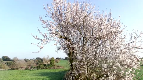 Slow drone views among flowering almond trees Stock Footage 149945995