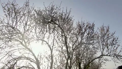 Slow drone views among flowering almond trees Stock Footage 149949264