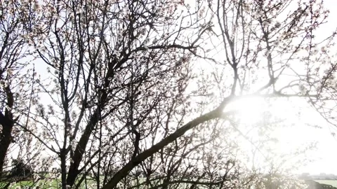 Slow drone views among flowering almond trees Stock Footage 149955191
