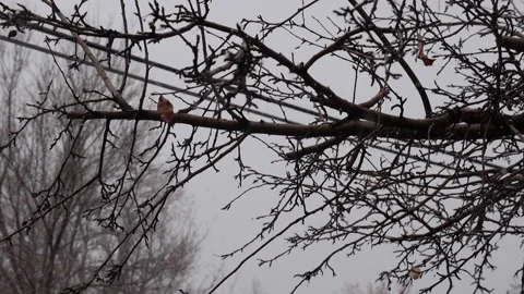 Slow Falling on Dead Tree Branches on Cold, Cloudy Winter Day, Single Leaf Stock Footage 142581816
