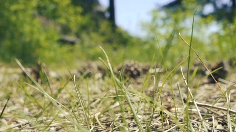 Slow falling Pinecone on the floor in nature Stock Footage 112777577
