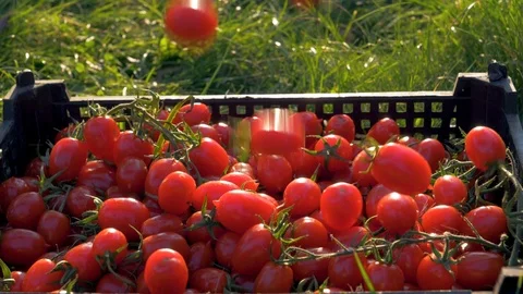 Slow Falling Red Cherry Tomatoes In A Box Full Of Ripe Tomatoes Stock Footage 104539428