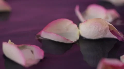 Slow-falling rose petals hit the water, scattering droplets. A macro shot i.. 스톡 동영상 301954758