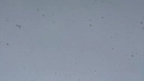 Slow Falling Snow During the Day, Loop Video Stock Footage 293575318