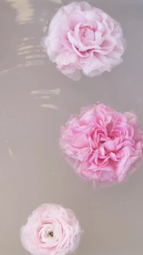 Slow falling water drops over ranunculus flowers creating skincare advertising Video stock 335042805
