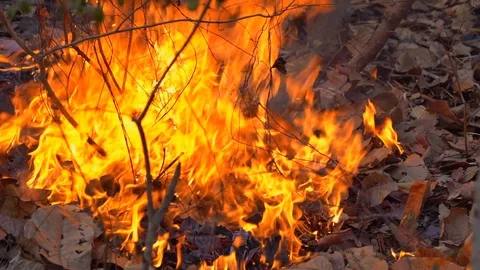 Slow fire flame burning forest on hills Vidéo 102643023