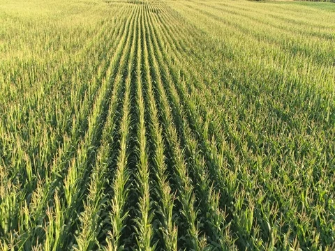 Slow flight above corn field Stock Footage 78156529