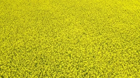 Slow flight above yellow colza field, summer agriculture landscape Stock Footage 166345616
