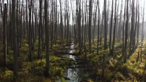 Slow flight between of alder trees and a straight river among the magical forest Stock Footage 196286745