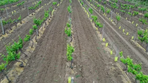 Slow flight between green rows of vineyards in Italy in spring. Stock Footage 263027493
