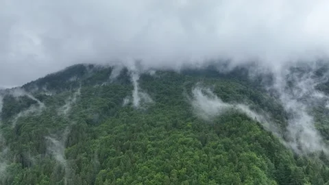 A slow flight in a cloud of fog, over a green forest. Stock Footage 280985470
