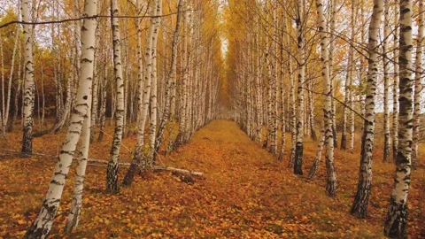 Slow flight of the drone antenna in the birch forest in autumn inside the planti Vidéo 162629152