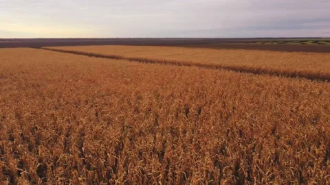 Slow flight of a drone antenna over a yellow autumn cornfield and fresh arable l Vidéo 162628607