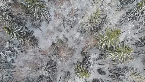 Slow flight of a drone over a winter forest. Looking from top to bottom Stock Footage 256814059