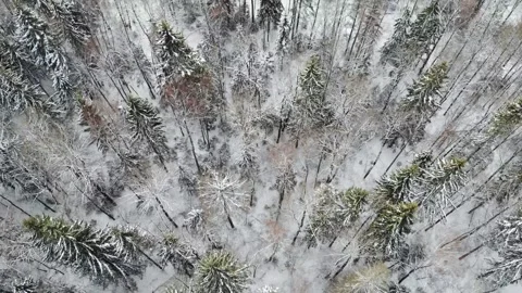 Slow flight of a drone over a winter forest. Looking from top to bottom Stock Footage 256814075