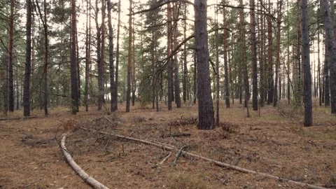 Slow flight on a drone through a pine forest in autumn. Video stock 168180615