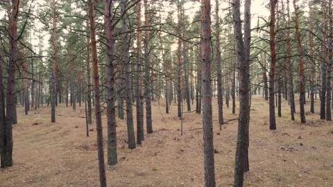 Slow flight on a drone through a pine forest in autumn. Video stock 168180621