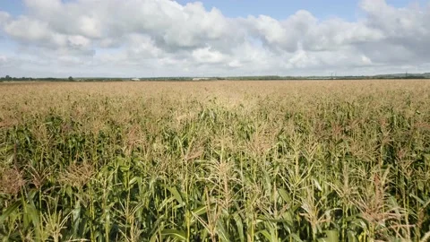 Slow flight forward over corn field under cloudy sky Stock Footage 204808063