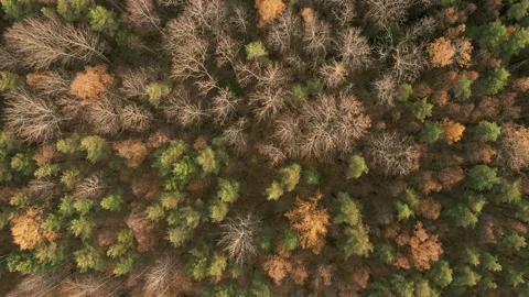 Slow flight over beautiful colored autumn forest Stock Footage 163298091