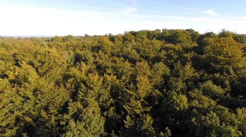 Slow flight over a beech forest in early fall Stock Footage 55304063