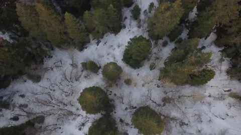 Slow flight over canyon forest 스톡 동영상 123392583