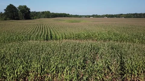 Slow flight over a corn field Stock Footage 138518151