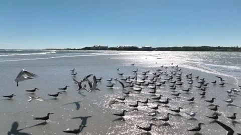 Slow flight over flock of migratory shore birds on ocean sand bar Video stock 218567450