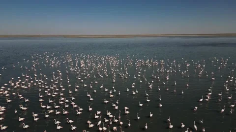 Slow flight over a flock of pink flamingos standing in a lake against a blue Stock Footage 238763824