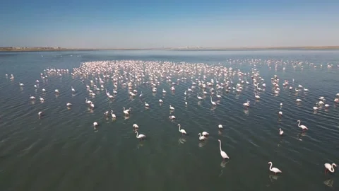 Slow flight over a flock of pink flamingos standing in a lake - aerial Stock Footage 238764153
