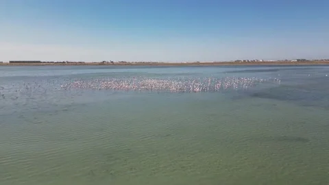 Slow flight over a flock of pink flamingos on the lake Stock Footage 238766026