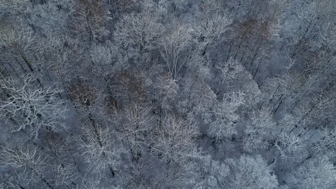 Slow flight over frozen forest Stock Footage 101387030