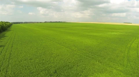 Slow flight over  green and yellow field .Aerial Video stock 42121102