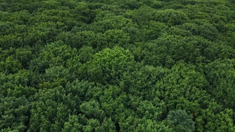 Slow flight over a large forest meadow with green trees. Park zone of wild trees Stock Footage 158859663