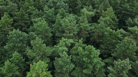Slow flight over a large forest meadow with green trees. Park zone of wild pines Stock Footage 161904623