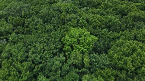 Slow flight over a large forest meadow with green trees. Park zone of wild trees Stock Footage 164590749