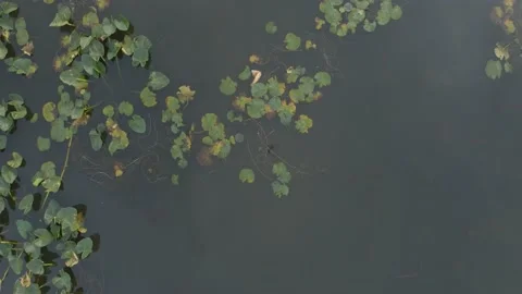 Slow flight over lily pads on a lake Stock Footage 164864676