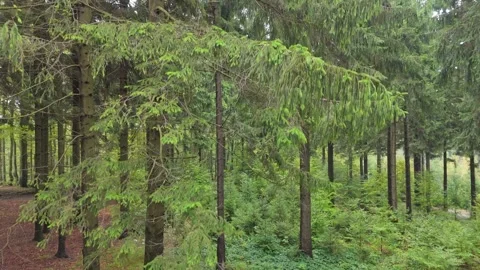 Slow flight over a mountain forest in mist, low clouds and wet autumn leave.. Stock Footage 319986473