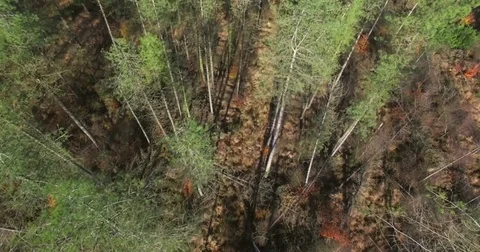 Slow flight over Pine tree plantation with bracken below 4K Stock Footage 82799211