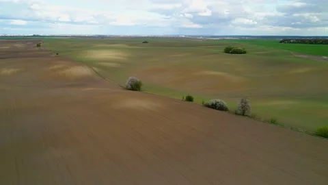 Slow flight over sown fields with flowering lonely trees. Video stock 189242531