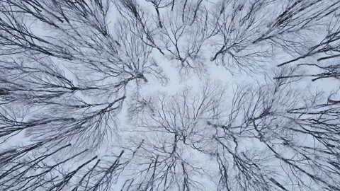 Slow flight over a wild forest with snow and bare trees in winter season Stock Footage 167797733