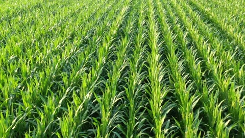 Slow flight over young corn field gentle touch by delicate wind Stock Footage 157732186