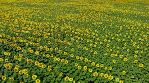 Slow flight of a quadcopter over a field of sunflowers Stock Footage 168743476